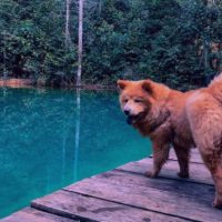 german shepherd chow chow mix