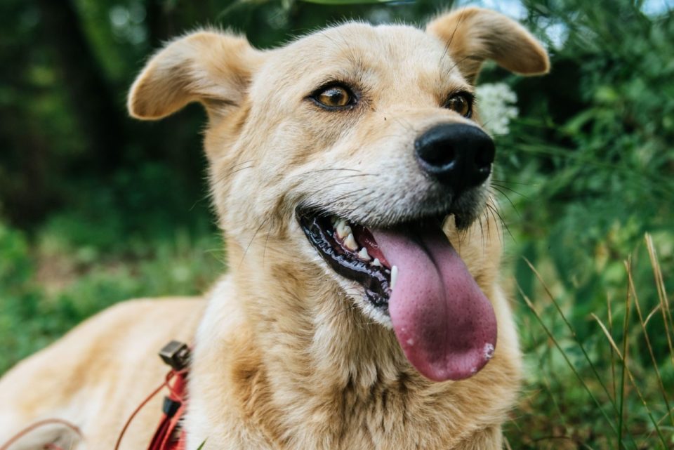 German Shepherd Corgi Mix: A Guide To The Corman Shepherd