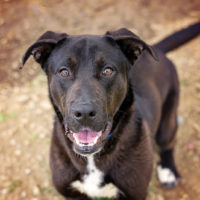 brown german shepherd lab mix dog