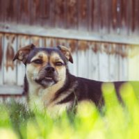 german shepherd pug mix sitting in grass