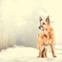 Dog portrait breed German Shepherd in the winter nature