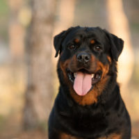 adult rottweiler breed