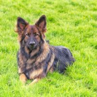 sable German Shepherd Dog laid on grass looking at the camera