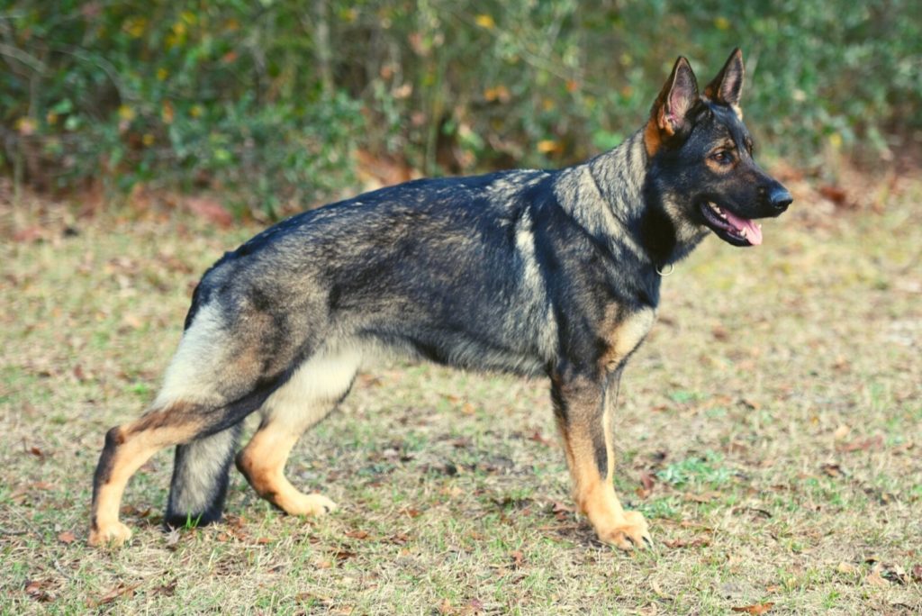 Sable German Shepherd: What You Didn't Know