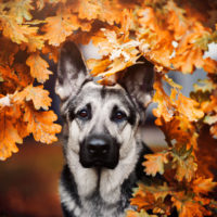 silver german shepherd among autumn leaves