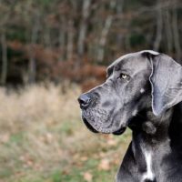 black great dane dog