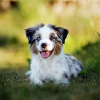 a small toy australian shepherd sitting down and looking at the camera