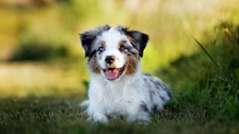 Toy Australian Shepherd: Your Guide To The Toy Aussie Dog