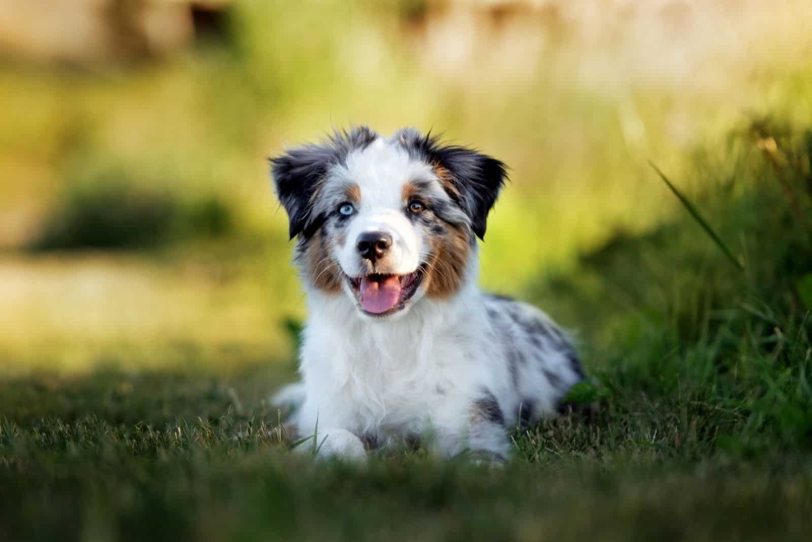 Puppy Prep: Collar Size for a Toy Aussie — Toy Australian