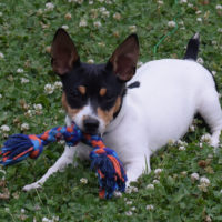 toy rat terrier playing outdoors