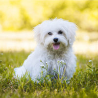 Young maltese dog in a meadow