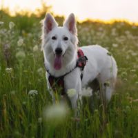 snowy white german shepherd dog standing in the middle of the meadows