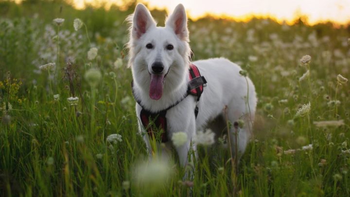 are white german shepherds akc