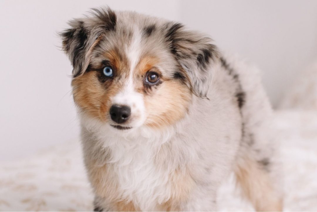 Toy Australian Shepherd: Your Guide To The Toy Aussie Dog