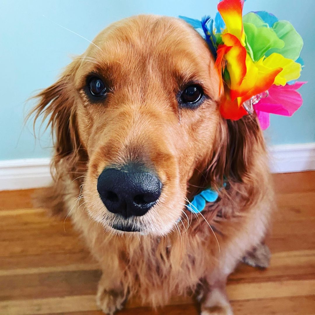 127 Interesting Hawaiian Dog Names You Should Check Out   Adorable Golden Retriever With Colorful Flower 1080x1080 