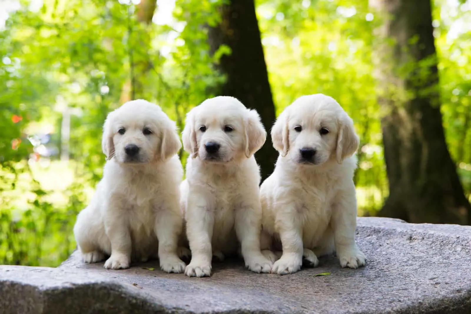 Golden Retriever Breeders: 10+ Places To Find Your Perfect Pet