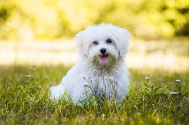 Top 10 Best Maltese Rescues For Adoption In The U.S.