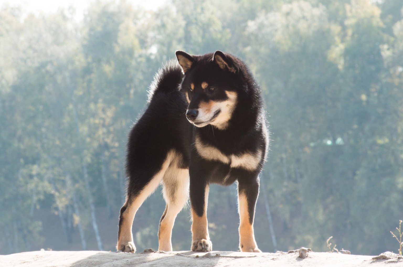 Black Shiba Inu: What You Need To Know Before Buying One