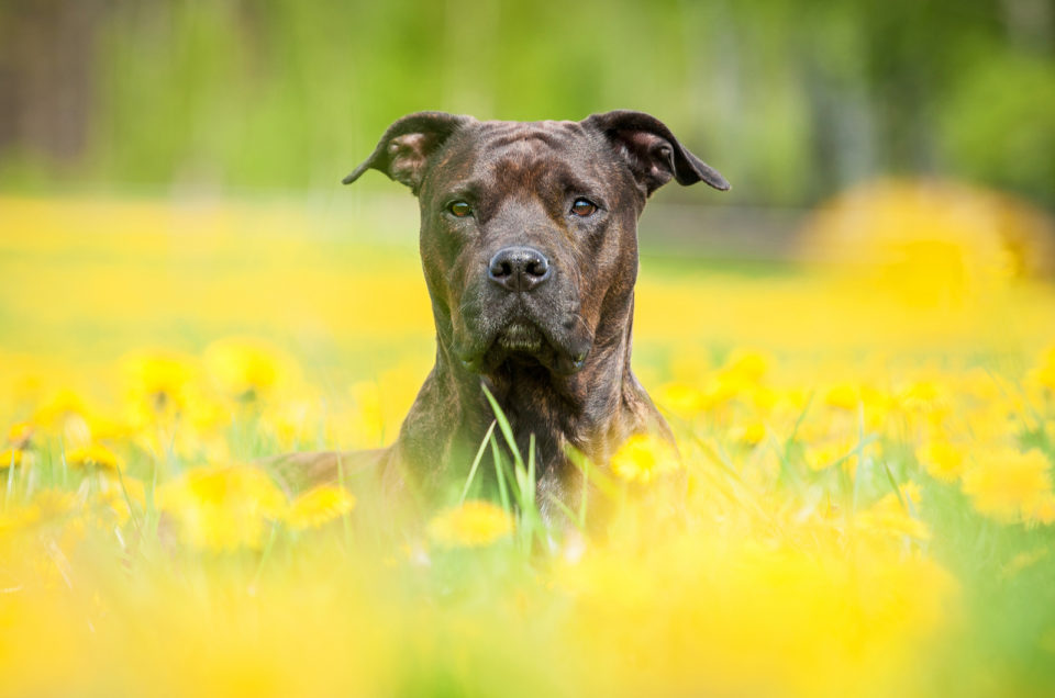 100-big-dog-names-awesome-names-for-your-super-sized-pooch