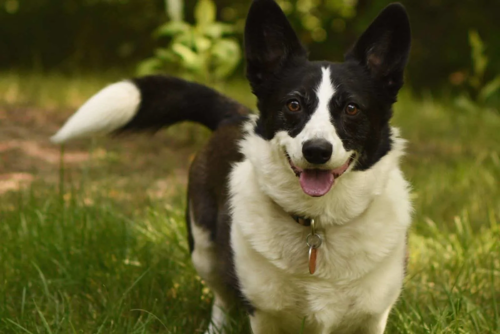 are corgis smart vs border collie