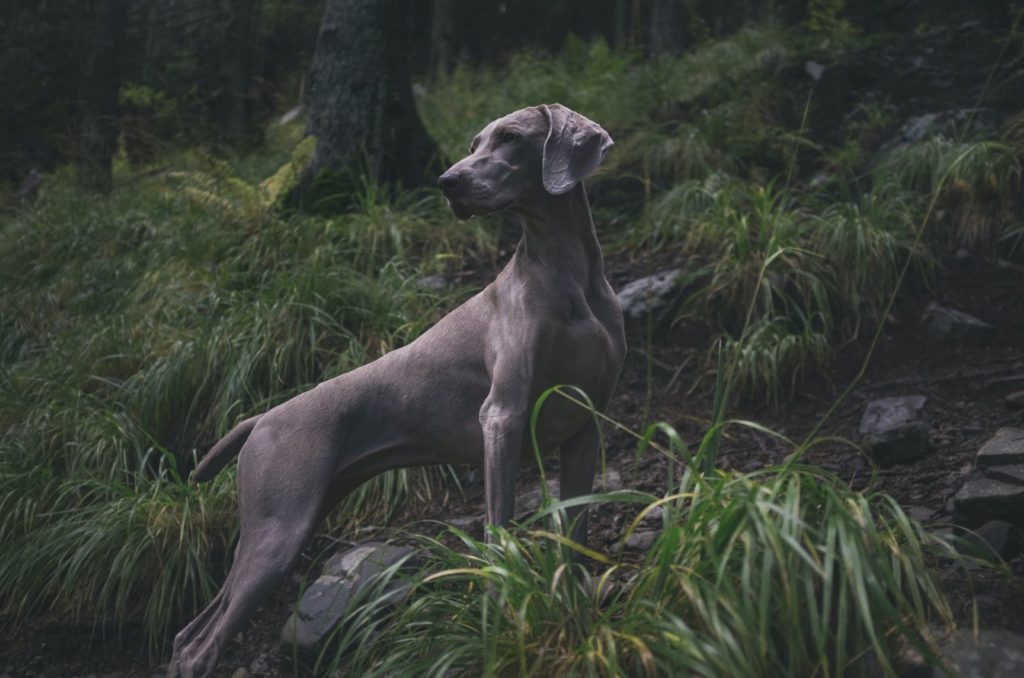 100-gun-names-for-dogs-aiming-for-the-most-unique-dog-name