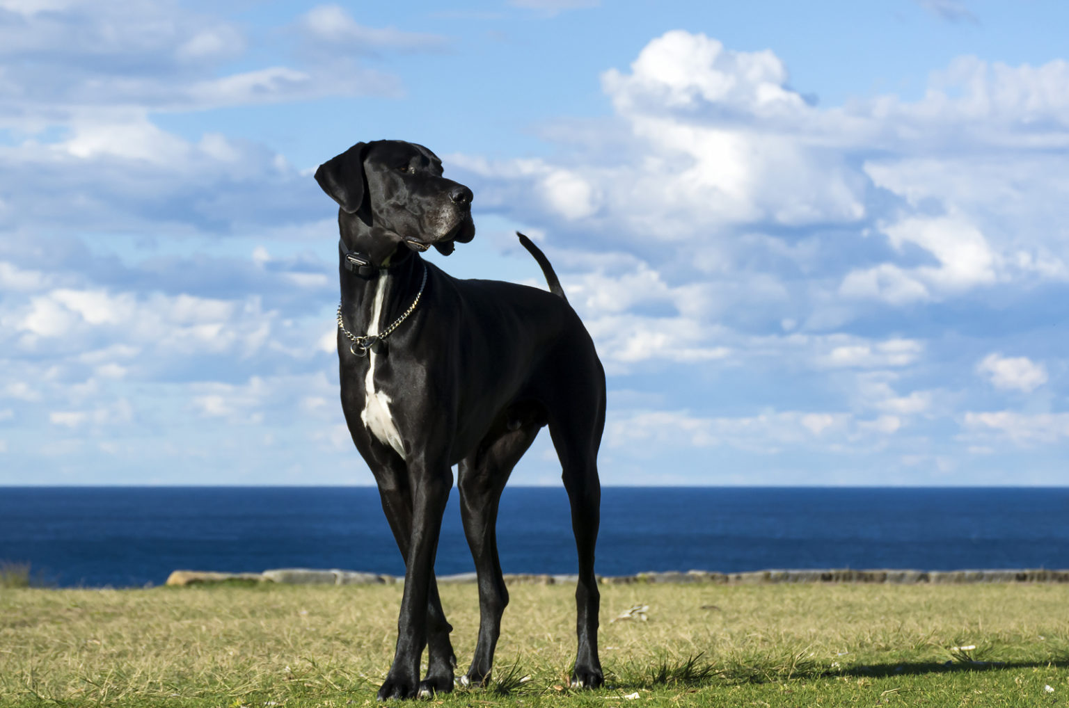 10 Best Great Dane Rescues For Adoption   Black Great Dane In Nature 1536x1018 