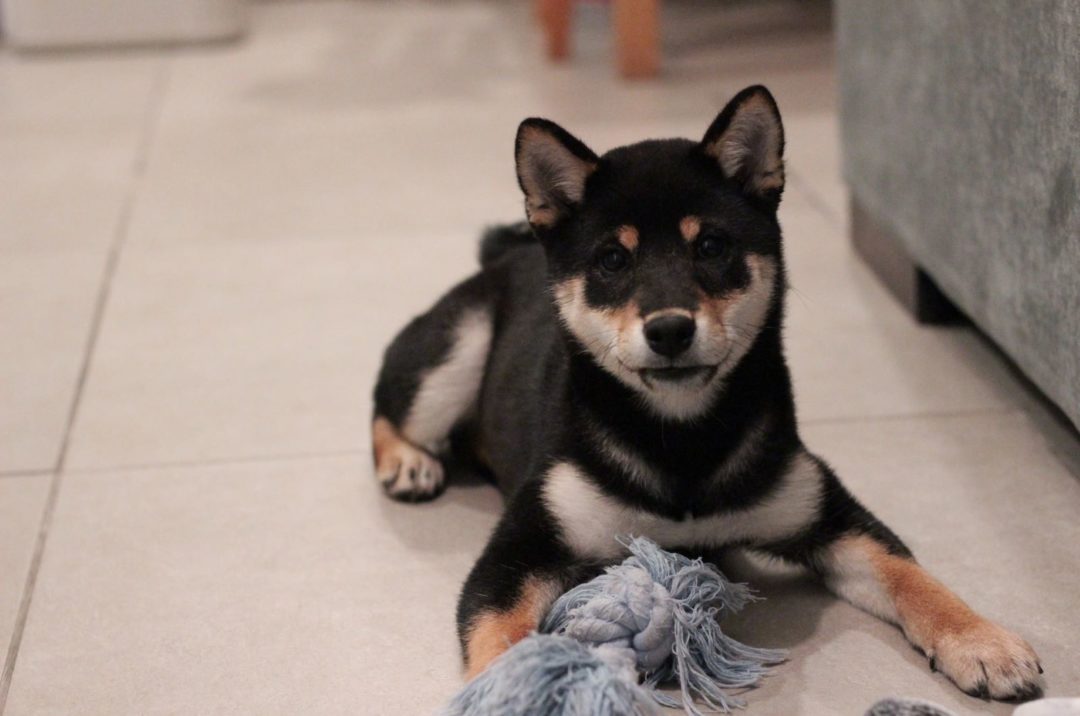 Shiba Inu Black Sesame Puppy Shiba Inu Sesame Red Colors Shibas Dog Dogs Color Japanese White Fox Little Dark Tan Colours Puppies Difference Inus Cute