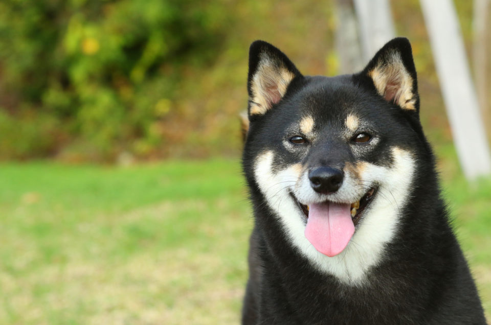 Black Shiba Inu: What You Need To Know Before Buying One