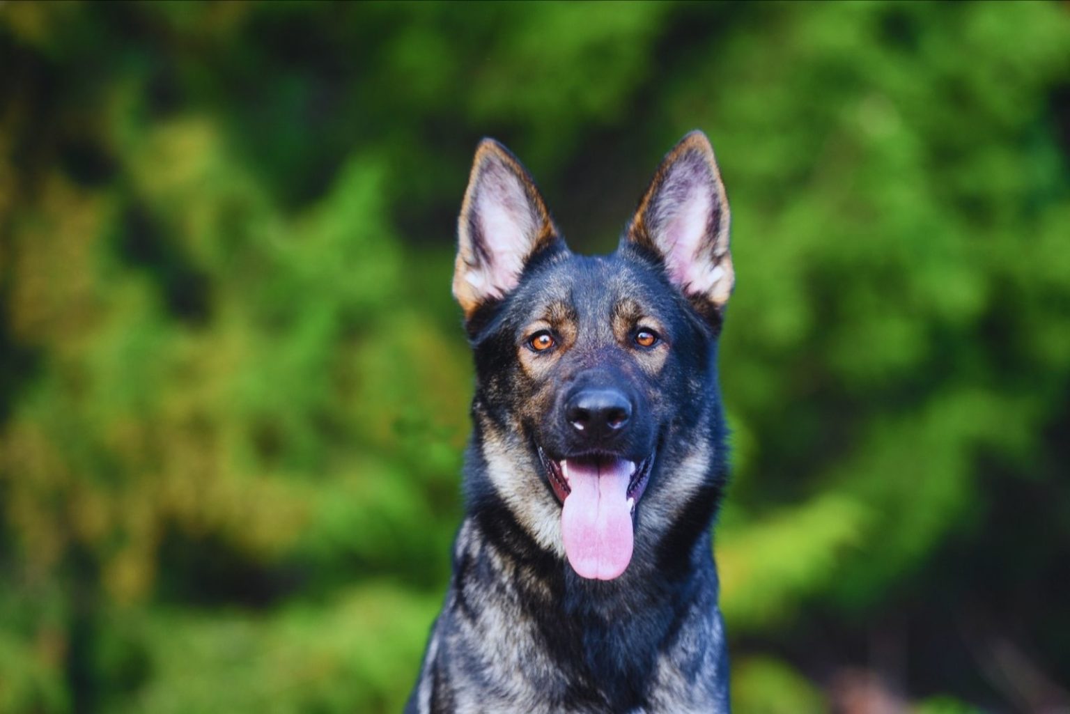 Sable German Shepherd: What You Didn't Know