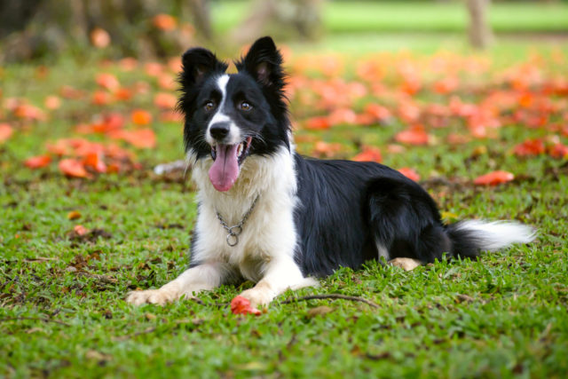 German Shepherd Border Collie Mix: Things You Need To Know