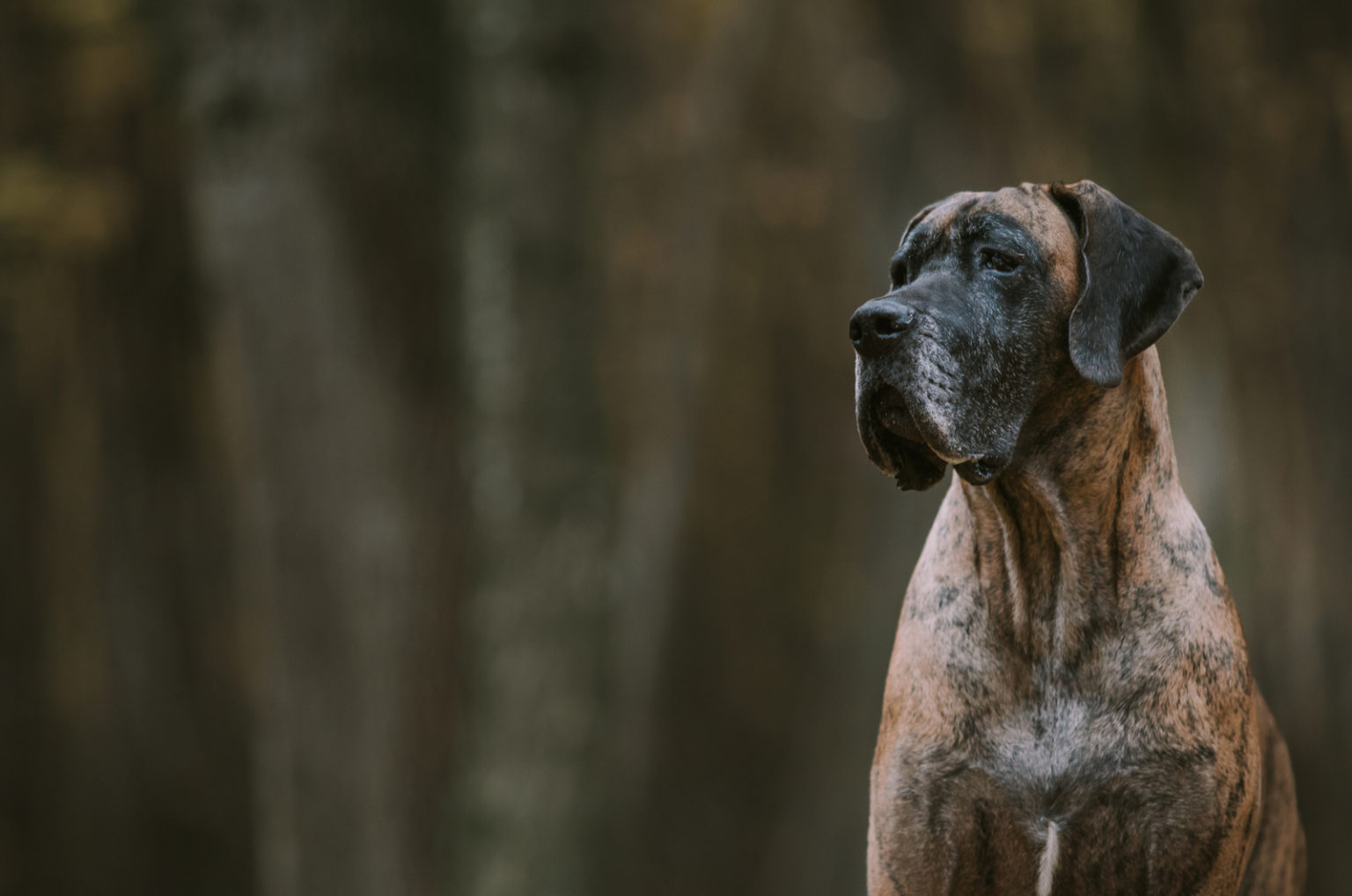 10 Best Great Dane Rescues For Adoption   Brown Great Dane In Woods 1536x1018 