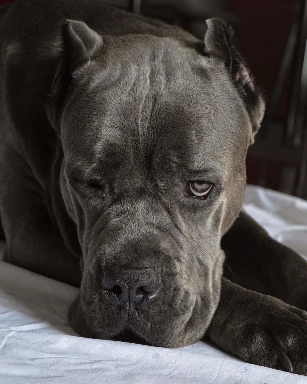 Outlaw Cane Corso- Cane Corso Breeders - ”True” Cane Corso.