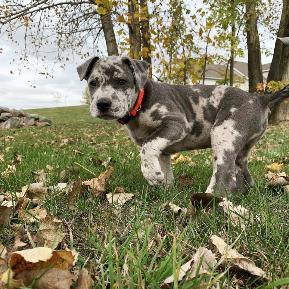 The Catahoula Pit Mix: A Mix You Never Heard Of Before