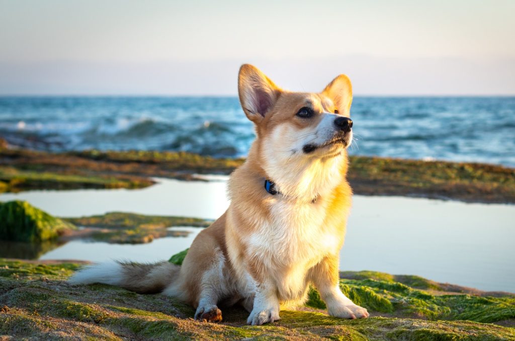 11 Best Corgi Rescues For Adoption: Where To Find Your Corgi