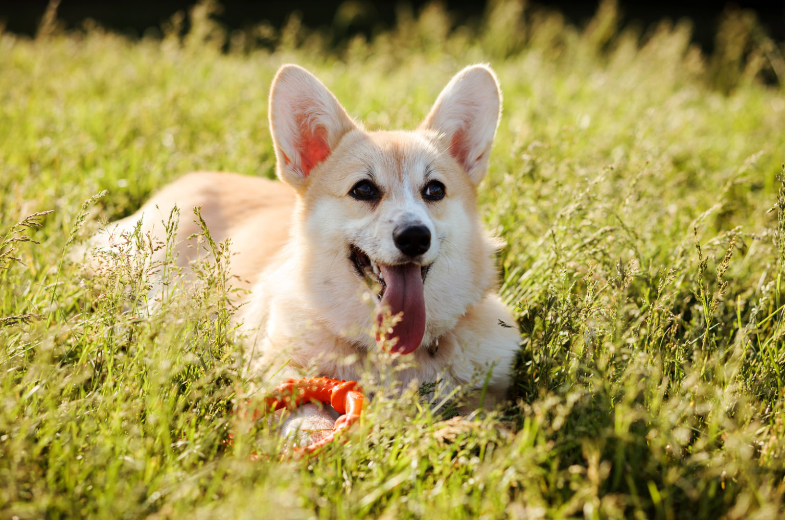 11 Best Corgi Rescues For Adoption: Where To Find Your Corgi