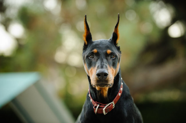 Top 16 Best Dog Beds For Doberman Pinschers + Buyer's Guide