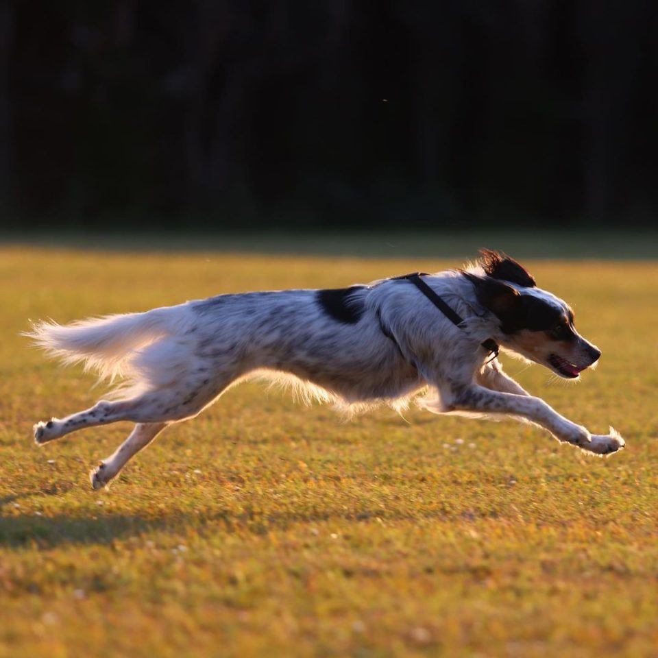 100-gun-names-for-dogs-aiming-for-the-most-unique-dog-name