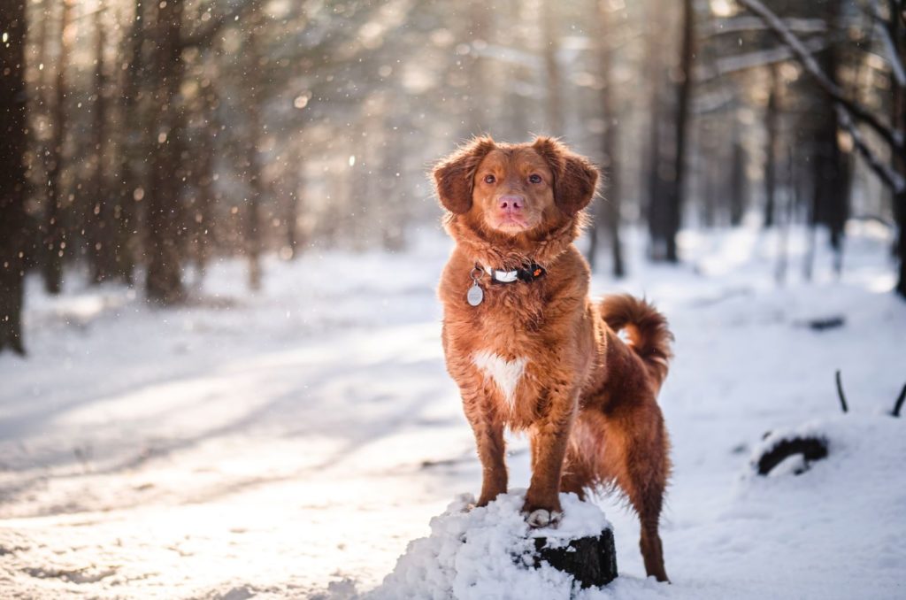 100-gun-names-for-dogs-aiming-for-the-most-unique-dog-name