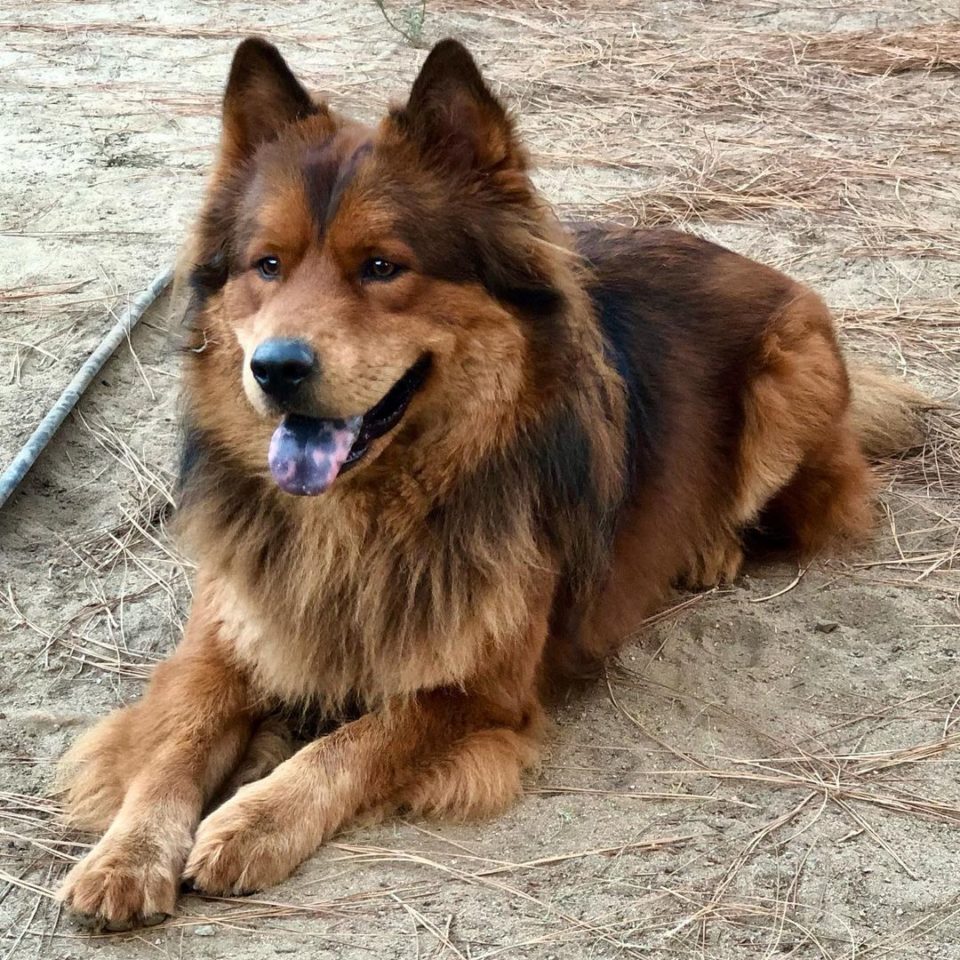 German Shepherd Chow Chow Mix A Regal Crossbreed