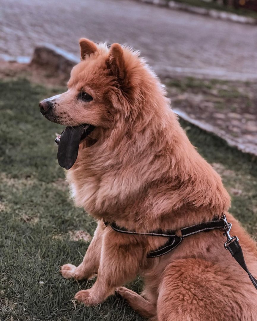 German Shepherd Chow Chow Mix: A Regal Crossbreed