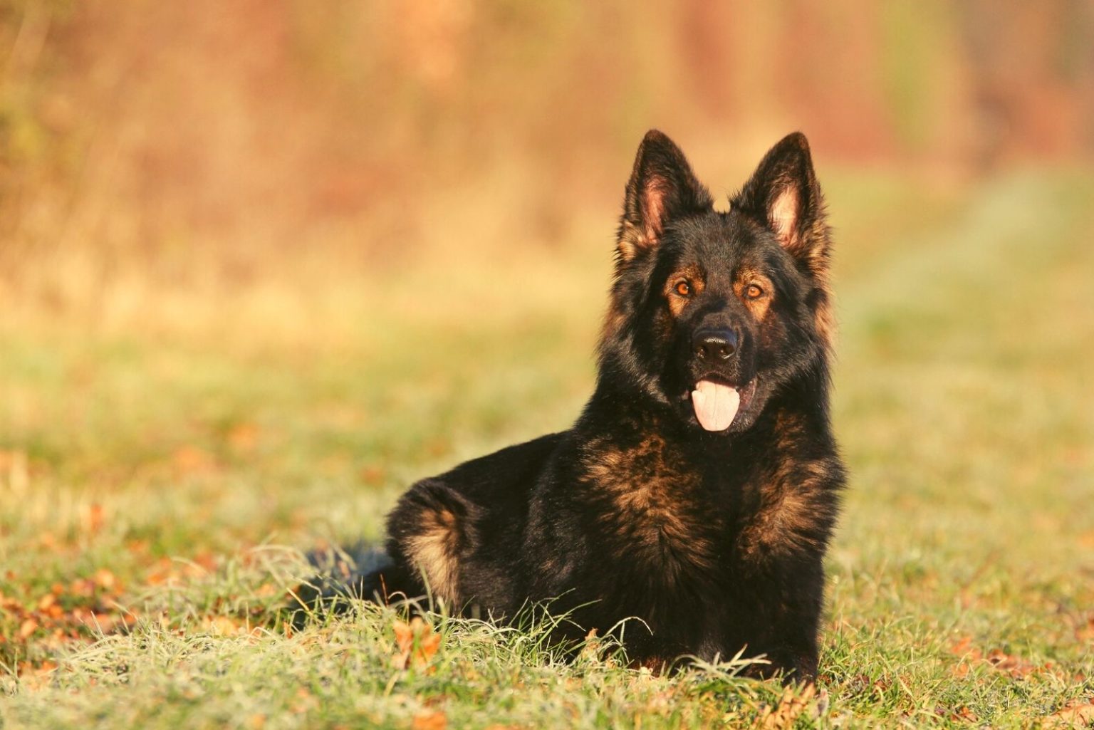 Sable German Shepherd: What You Didn't Know