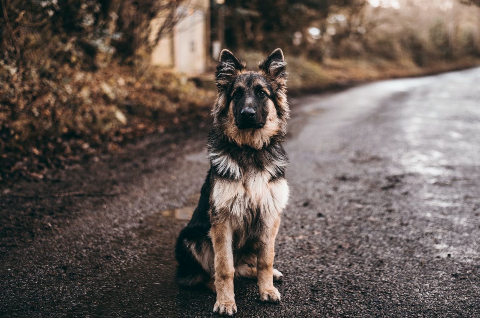 100-gun-names-for-dogs-aiming-for-the-most-unique-dog-name