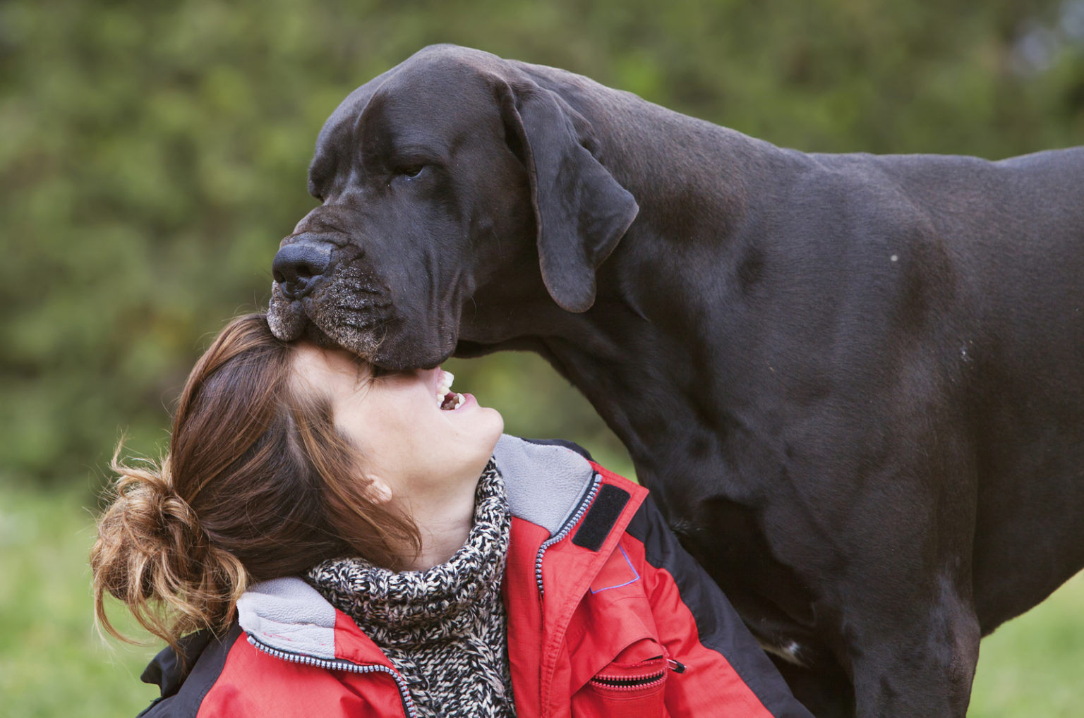 10 Best Great Dane Rescues For Adoption   Girl With Her Great Dane 1536x1018 