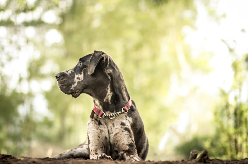 10 Best Great Dane Rescues For Adoption   Great Dane In Profile 960x636 