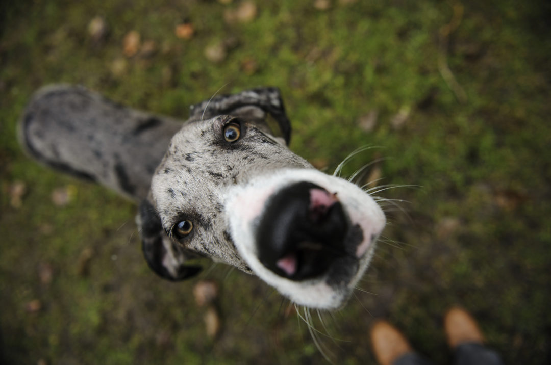 10 Best Great Dane Rescues For Adoption   Great Dane Looking Up 1080x716 