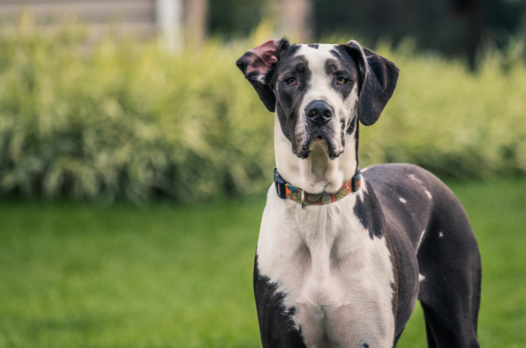 10 Best Great Dane Rescues For Adoption   Great Dane Posing 1080x716 