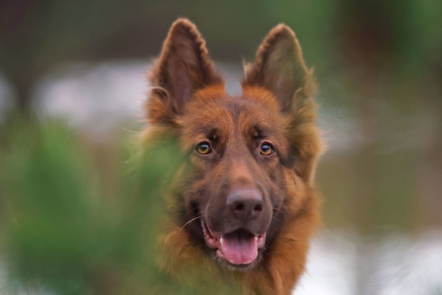 Liver German Shepherd: What's So Unusual About These GSDs?