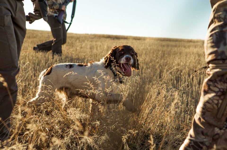 100-gun-names-for-dogs-aiming-for-the-most-unique-dog-name