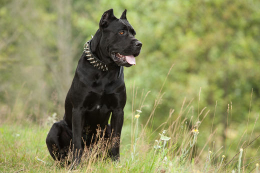 Black Dog Names: 200 Great Names For Your Furry Black Friend