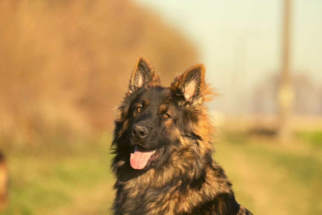 Sable German Shepherd: What You Didn't Know